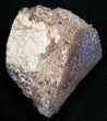 Agatized Dinosaur Bone - Polished #11450-1